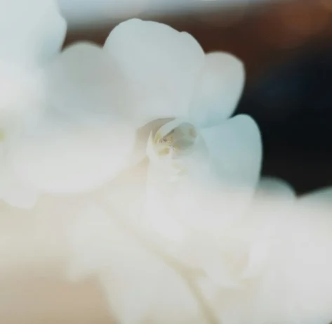 rhema-kallianpur-J9Kp0oKlC_E-unsplash Close-up of a soft white flower.