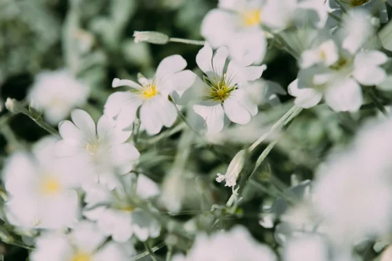 siim-lukka-RykmVGLt8t8-unsplash Delicate white blossoms surrounded by green foliage